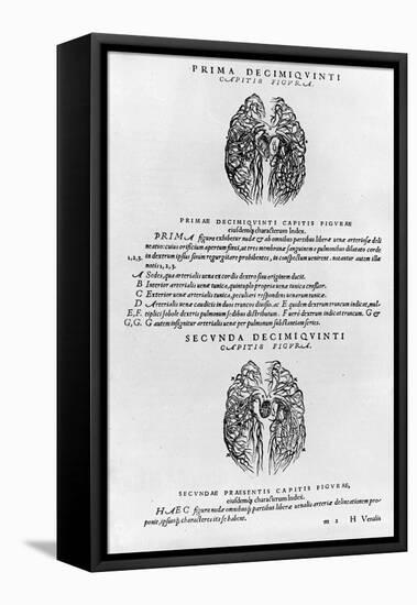 Vascular System of the Brain-Andreas Vesalius-Framed Premier Image Canvas
