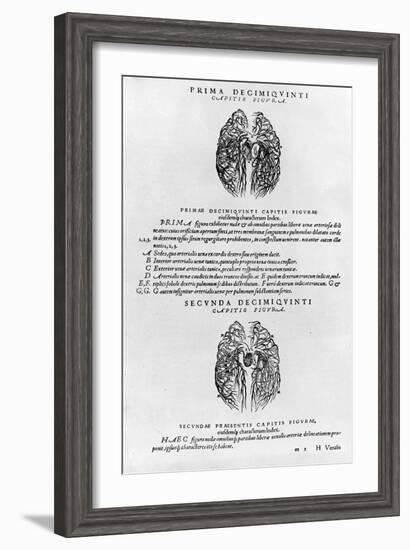 Vascular System of the Brain-Andreas Vesalius-Framed Giclee Print