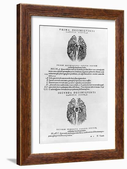 Vascular System of the Brain-Andreas Vesalius-Framed Giclee Print