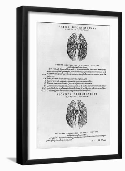 Vascular System of the Brain-Andreas Vesalius-Framed Giclee Print