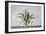 Vase of Tulips-Torsten Richter-Framed Photographic Print