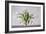 Vase of Tulips-Torsten Richter-Framed Photographic Print