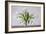 Vase of Tulips-Torsten Richter-Framed Photographic Print