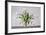 Vase of Tulips-Torsten Richter-Framed Photographic Print