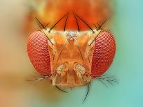 Macro, Insect, Spider, Bee, Stacking, Stack, Fly, Micro-vasekk-Laminated Photographic Print