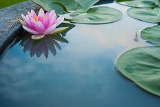 Beautiful Pink Lotus, Water Plant with Reflection in a Pond-Vasin Lee-Photographic Print