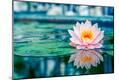 Photographic Print