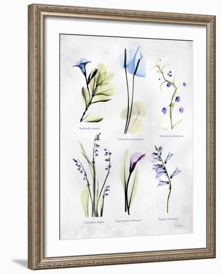 Vast Botanicals-Albert Koetsier-Framed Photo