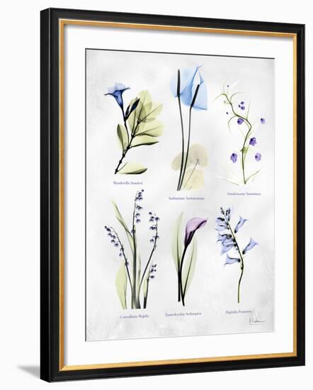 Vast Botanicals-Albert Koetsier-Framed Photo