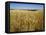 Vast Fields of Ripening Wheat, Near Northam, West Australia, Australia, Pacific-Richard Ashworth-Framed Premier Image Canvas