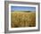 Vast Fields of Ripening Wheat, Near Northam, West Australia, Australia, Pacific-Richard Ashworth-Framed Photographic Print