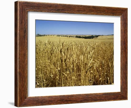 Vast Fields of Ripening Wheat, Near Northam, West Australia, Australia, Pacific-Richard Ashworth-Framed Photographic Print