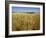 Vast Fields of Ripening Wheat, Near Northam, West Australia, Australia, Pacific-Richard Ashworth-Framed Photographic Print