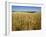 Vast Fields of Ripening Wheat, Near Northam, West Australia, Australia, Pacific-Richard Ashworth-Framed Photographic Print