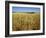 Vast Fields of Ripening Wheat, Near Northam, West Australia, Australia, Pacific-Richard Ashworth-Framed Photographic Print