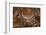 Vatican Inside Ceiling Michelangelo's Dome Overview-William Perry-Framed Photographic Print