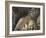 Vaulted Ceiling in the Cloister, Canterbury Cathedral, Canterbury, Kent-Ethel Davies-Framed Photographic Print