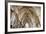 Vaulting in Rosslyn Chapel, Roslin, Midlothian, Scotland, United Kingdom-Nick Servian-Framed Photographic Print