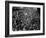 Ve Day Celebrations in London 1945-Nixon Greaves and-Framed Photographic Print