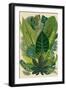 Vector Vintage Composition. Exotic Leaves. Botanical Classic Illustration.-Olga Korneeva-Framed Art Print
