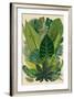 Vector Vintage Composition. Exotic Leaves. Botanical Classic Illustration.-Olga Korneeva-Framed Art Print