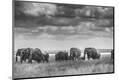 Photographic Print