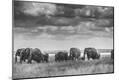 Photographic Print