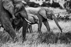 Elephant family-Vedran Vidak-Photographic Print