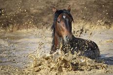 horse in water-Vedran Vidak-Photographic Print