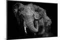 Photographic Print