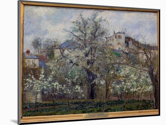 Vegetable Garden and Trees in Bloom in Spring in Pontoise (Plum Trees in Bloom) Painting by Camille-Camille Pissarro-Mounted Giclee Print