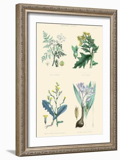 Vegetable Poisons. Common Hemlock, Henbane, Strong Scented Lettuce, Meadow Saffron-William Rhind-Framed Art Print