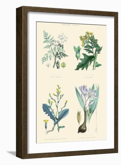 Vegetable Poisons. Common Hemlock, Henbane, Strong Scented Lettuce, Meadow Saffron-William Rhind-Framed Art Print