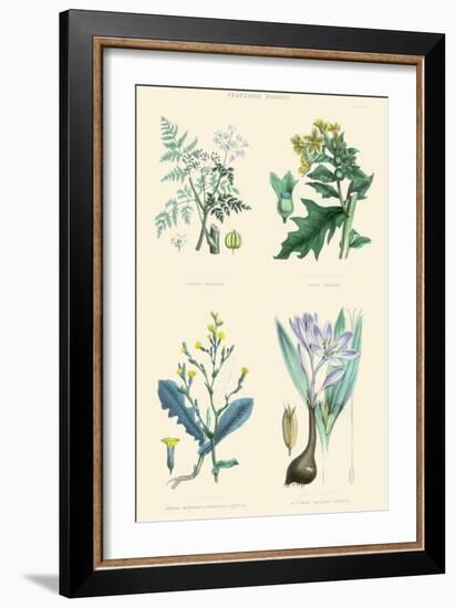 Vegetable Poisons. Common Hemlock, Henbane, Strong Scented Lettuce, Meadow Saffron-William Rhind-Framed Art Print