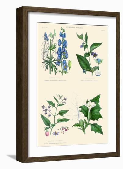 Vegetable Poisons. Wolf's Bane or Monk's Hood, Deadly and Woody Nightshade, Thorn or Jimson Apple-William Rhind-Framed Art Print