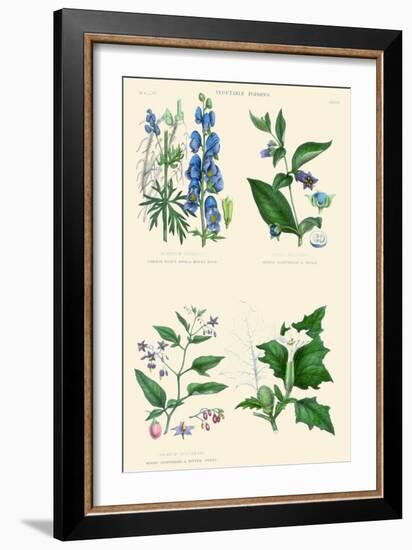 Vegetable Poisons. Wolf's Bane or Monk's Hood, Deadly and Woody Nightshade, Thorn or Jimson Apple-William Rhind-Framed Art Print