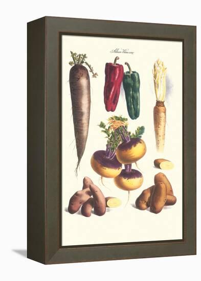 Vegetables; Bell Peppers, Turnips, Potato, Bok Choy and Tubers-Philippe-Victoire Leveque de Vilmorin-Framed Stretched Canvas