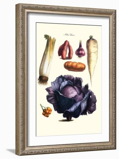 Vegetables; Cabbage, Celery, Yam, Potato, Onion, Tomato, Horse Raddish-Philippe-Victoire Leveque de Vilmorin-Framed Art Print