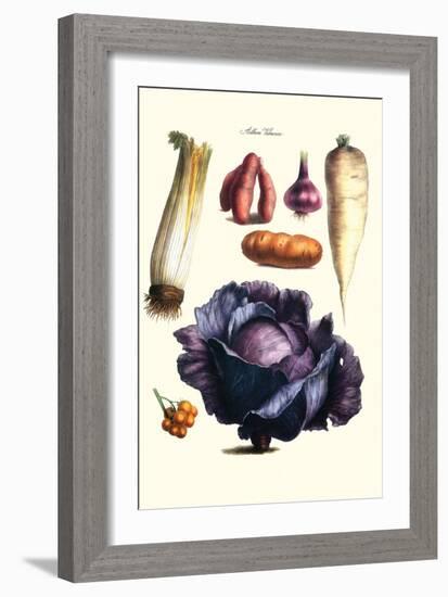 Vegetables; Cabbage, Celery, Yam, Potato, Onion, Tomato, Horse Raddish-Philippe-Victoire Leveque de Vilmorin-Framed Art Print