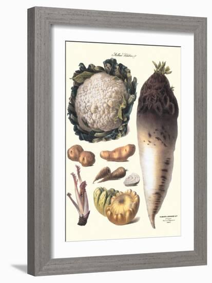 Vegetables: Califlower, Gourds, Potato, Onion,-Philippe-Victoire Leveque de Vilmorin-Framed Art Print