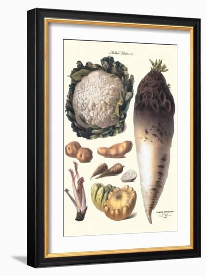 Vegetables: Califlower, Gourds, Potato, Onion,-Philippe-Victoire Leveque de Vilmorin-Framed Art Print