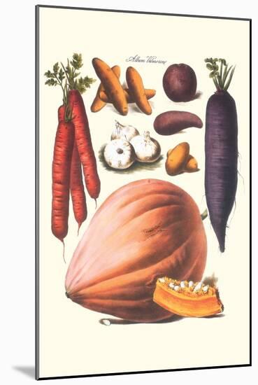 Vegetables; Carrot, Potato, Onion, and Pumpkin-Philippe-Victoire Leveque de Vilmorin-Mounted Art Print
