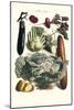 Vegetables; Cucumber, Cabbage, Eggplant, Potato, and Beet-Philippe-Victoire Leveque de Vilmorin-Mounted Art Print