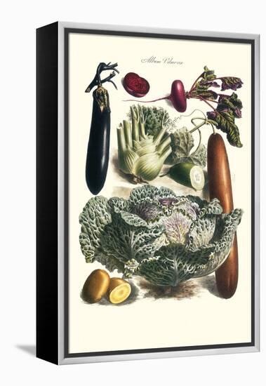 Vegetables; Cucumber, Cabbage, Eggplant, Potato, and Beet-Philippe-Victoire Leveque de Vilmorin-Framed Stretched Canvas