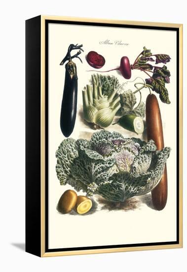 Vegetables; Cucumber, Cabbage, Eggplant, Potato, and Beet-Philippe-Victoire Leveque de Vilmorin-Framed Stretched Canvas