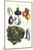 Vegetables; Eggplant, Beans, Cabbage, Turnips-Philippe-Victoire Leveque de Vilmorin-Mounted Art Print