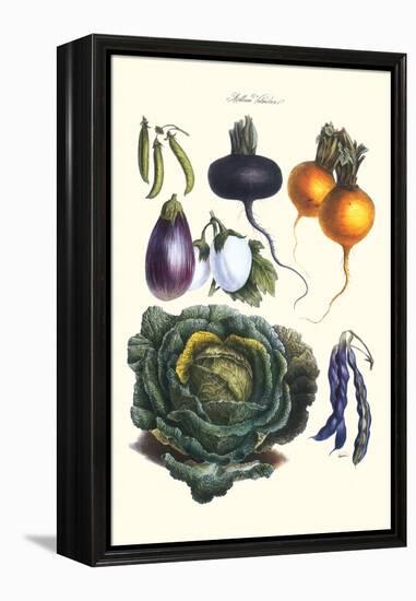 Vegetables; Eggplant, Beans, Cabbage, Turnips-Philippe-Victoire Leveque de Vilmorin-Framed Stretched Canvas