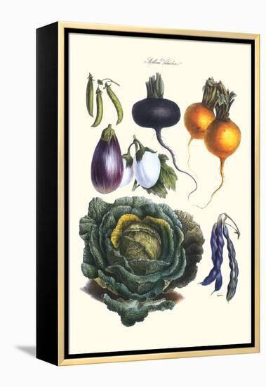 Vegetables; Eggplant, Beans, Cabbage, Turnips-Philippe-Victoire Leveque de Vilmorin-Framed Stretched Canvas