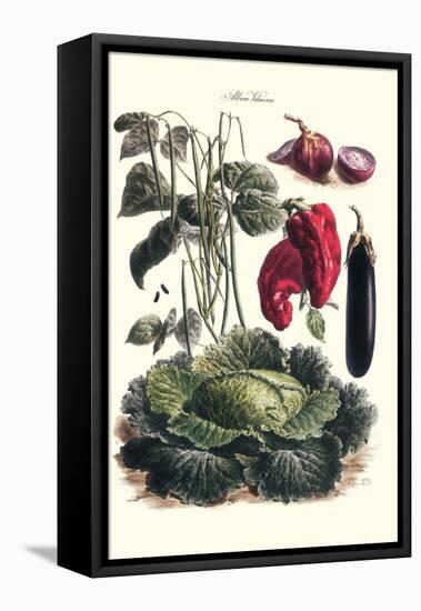 Vegetables; Eggplant, Cabbage, Peppers, Onions, and Beans.-Philippe-Victoire Leveque de Vilmorin-Framed Stretched Canvas