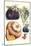 Vegetables; Eggplant, Raddish, Pumpkin, Gourd, Pepper and Okra-Philippe-Victoire Leveque de Vilmorin-Mounted Art Print